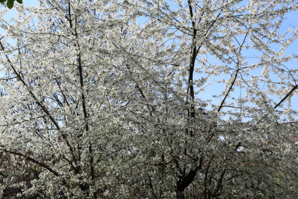 istock A big tree with bare branches covered with white flowers and buds during a sunny spring day with blue sky in Allea park in Novara, Piedmont, Italy 1088967204