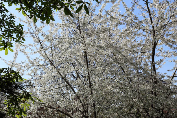 istock A big tree with bare branches covered with white flowers and buds during a sunny spring day with blue sky in Allea park in Novara, Piedmont, Italy 1088967990