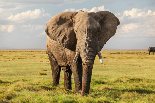 istock Majestic African bush elephant (Loxodonta africana) on green grass flat savanna looking into camera. 1088969662