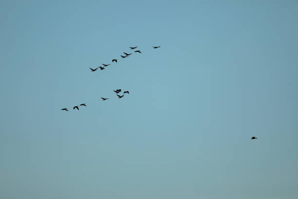 istock Group of flying birds in blue sky 1088972522