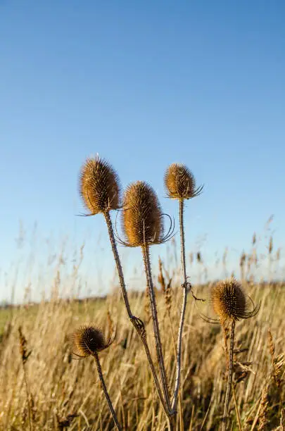 Teasels and golden grasses in autumn