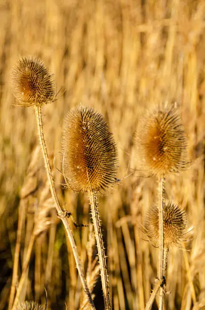 Teasels and golden grasses in autumn