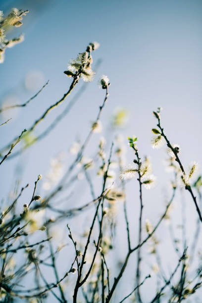 Plant, Germany, Pussy Willow, Branch - Plant Part, Back Lit