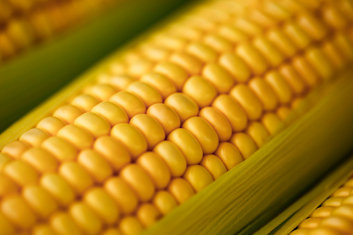 Oído de maíz cercano a Brasil photo