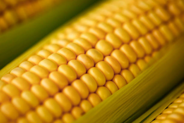 Corn ear close up Brazil Fresh corn on cob in high resolution sweetcorn stock pictures, royalty-free photos & images