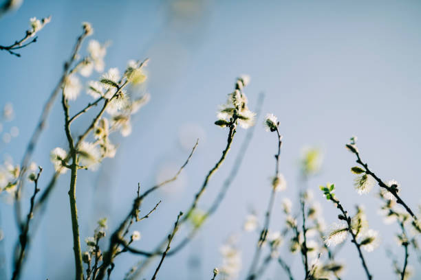 Plant, Germany, Pussy Willow, Branch - Plant Part, Back Lit
