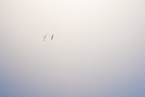 Two seagulls soaring in the sky. Beautiful nature background