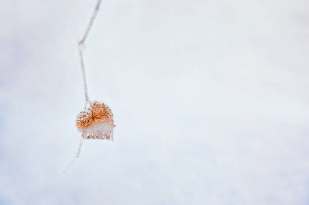 istock Hoarfrost on the leaves in winter forest. Heart-shaped leaf. 1088979424