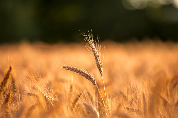 istock Golden Wheat Field - Detail 1088979440
