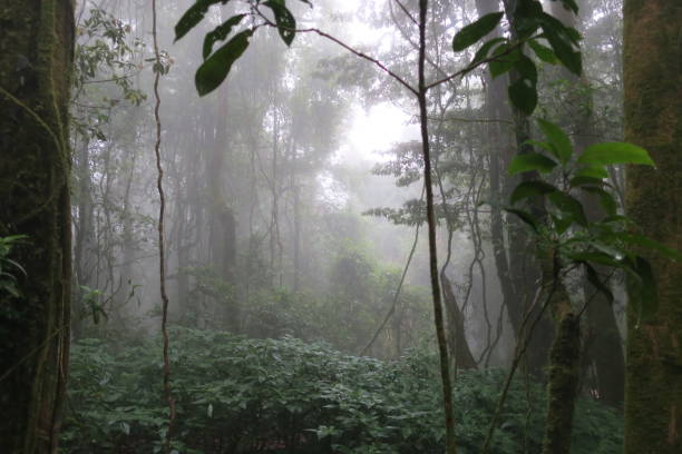 istock deep forest with fog and silhouette trees 1088981306