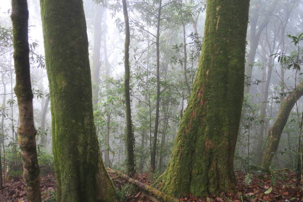 istock deep forest with fog and silhouette trees 1088981542