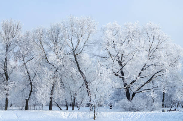 istock Cold winter in the woods. 1088981654