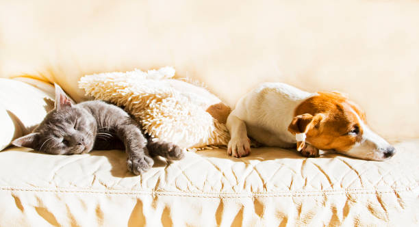 istock Jack Russell puppy sleeping on the couch with a gray cat on a sunny spring day 1088983814