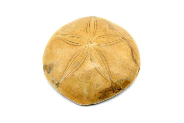 fossil of Sea urchin on white isolated background