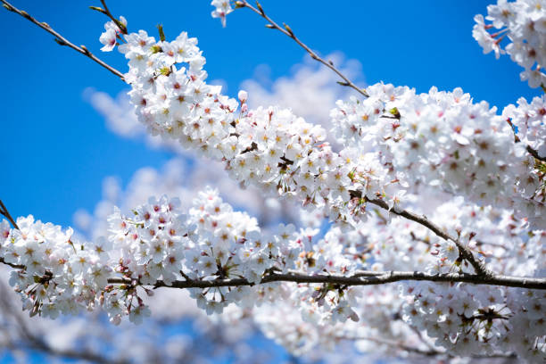 istock Spring Pink Cherry Blossoms with Blue Sky Background 1088984518