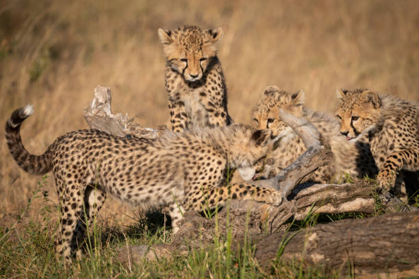 istock Three cheetah cubs watch another on log 1088985936