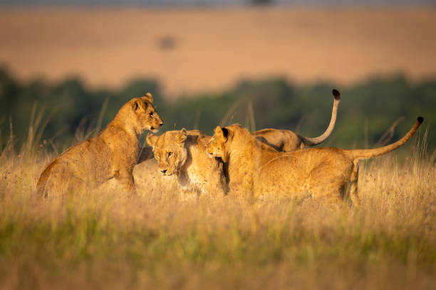 istock Three lionesses play fight in long grass 1088986070