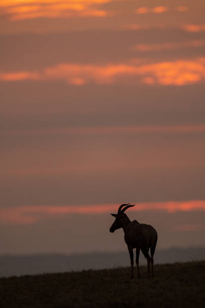 istock Topi in silhouette at sunset on horizon 1088986098