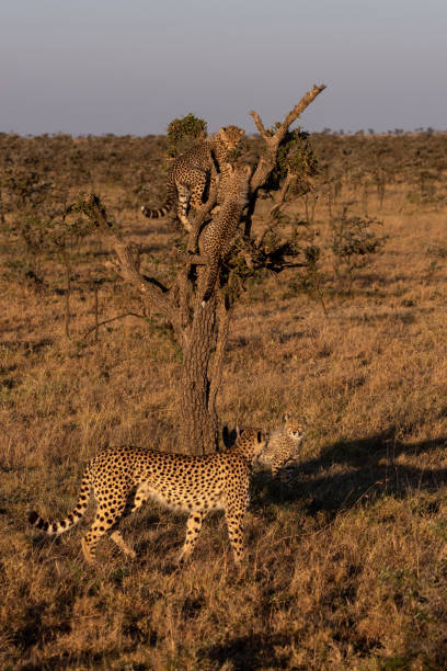istock Two cheetah cubs climb tree near family 1088986200