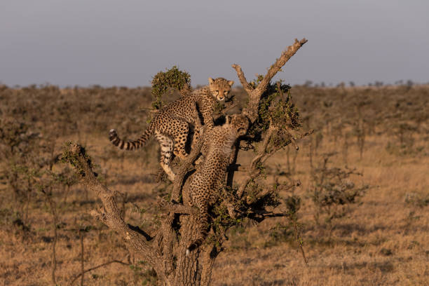 istock Two cheetah cubs climb tree on savannah.jpg 1088986214