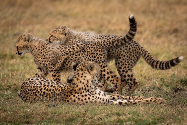 istock Two cheetah cubs play fight beside another 1088986296