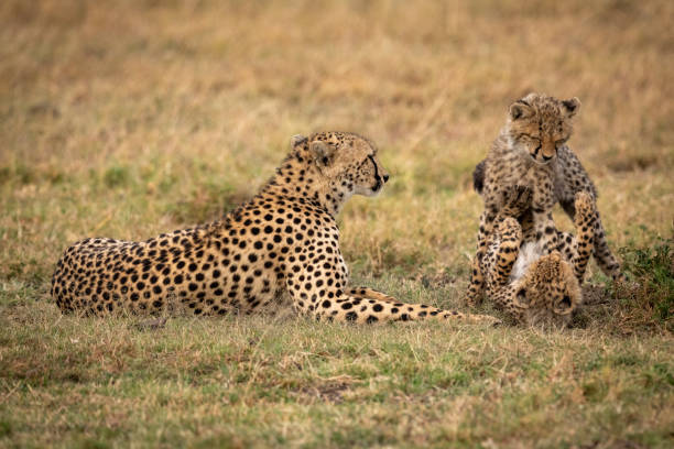 istock Two cheetah cubs play fight beside mother 1088986304