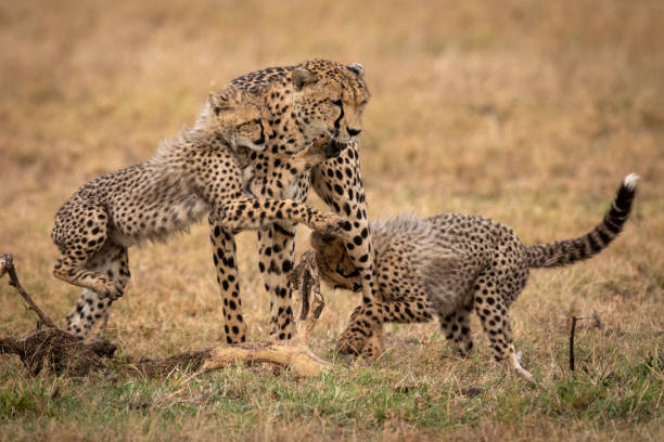 istock Two cheetah cubs play fight with mother 1088986314