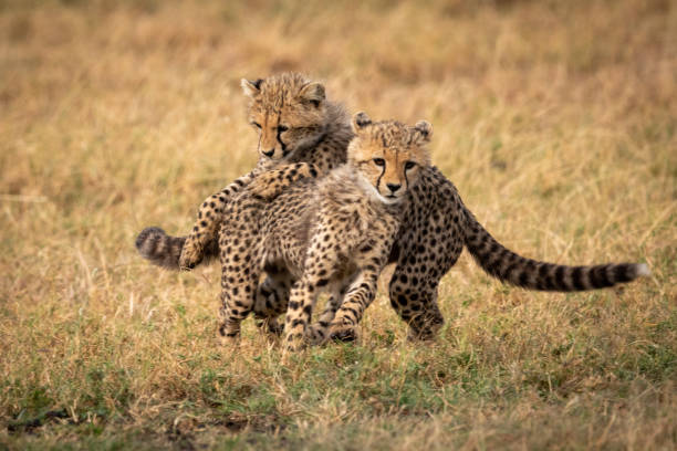 istock Two cheetah cubs play fighting in grass 1088986344