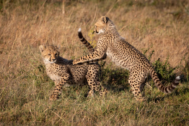 istock Two cheetah cubs play fighting in grassland 1088986348