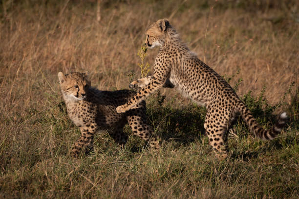 istock Two cheetah cubs play fighting on grass 1088986354