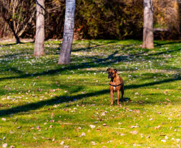 Portrait of the dog on the lawn in a public park on a nice morning.