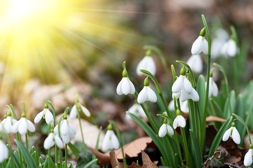 Snowdrop wild flowers group at eye level with blurred bokeh lighting background. Early morning sunlight during spring