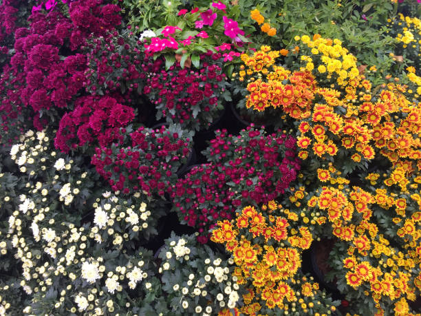 istock colourful flowers in thailand 1088995092