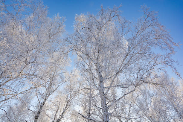 istock The snowy white branches of the birch on background blue sky. 1088995620