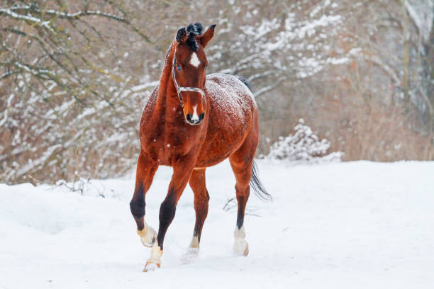 istock beautiful horse running on the white snow 1088996562