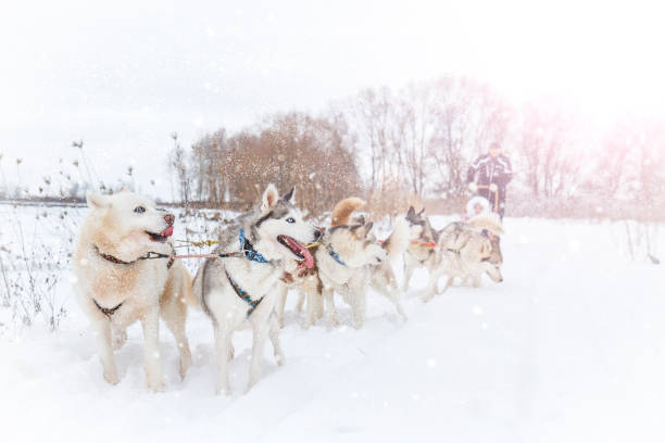 istock Huskies are among the snowy roads during snowfall 1088996598