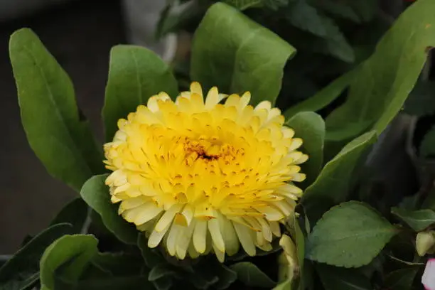Stunning yellow flower blooming