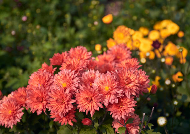 istock orange coloured Chrysanthemum / chandra mallika 1089000462