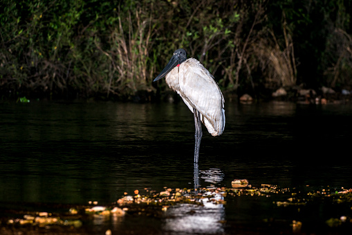 Jabiru  photographed in Corumbá, Mato Grosso do Sul. Pantanal Biome. Picture made in 2017.