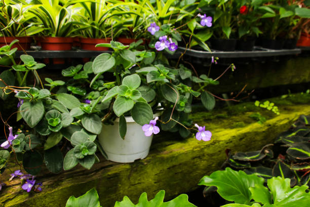 istock Streptocarpella saxorum in the garden. 1089001700