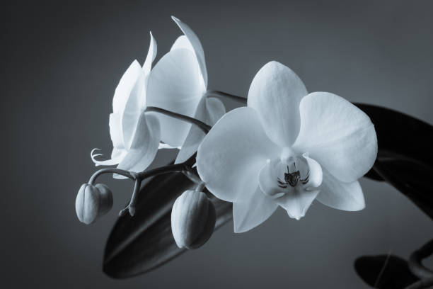 istock Three white orchids and two buds on a dark background 1089004692
