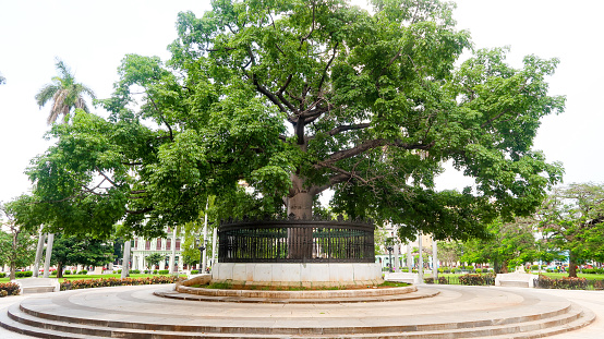 Ceiba Tree of the American Fraternity in Fraternity Park in Havana, Cuba (20.06.2018)
