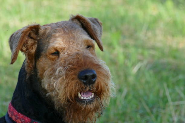 istock Canine portrait. Airedale Terrier . Bavaria Germany. 1089006258