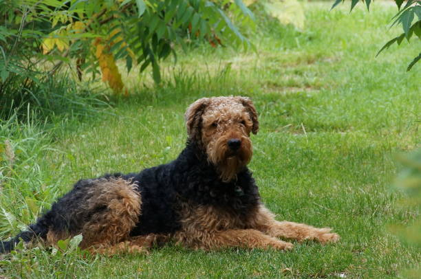 istock Canine portrait. Airedale Terrier . Bavaria Germany. 1089006374