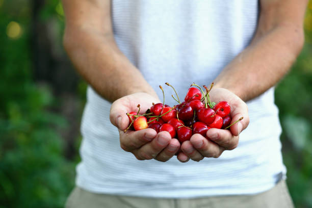 istock Farmer hold harvest of cherry 1089019694