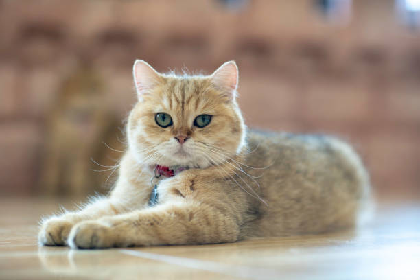 istock Brown cats sit happily on the floor in the room. 1089019766