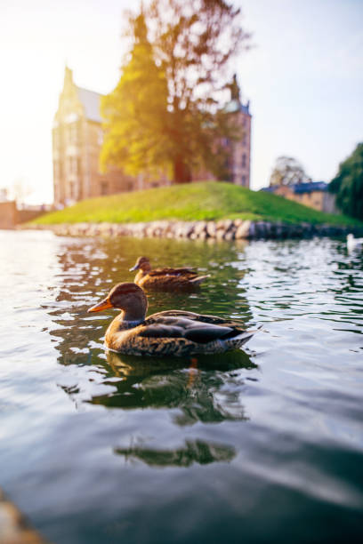Duck