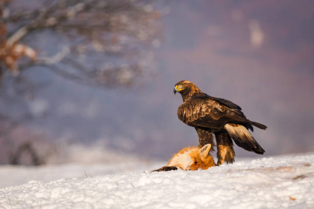istock Beautiful Golden Eagle standing in the snow near a fox. 1089021034