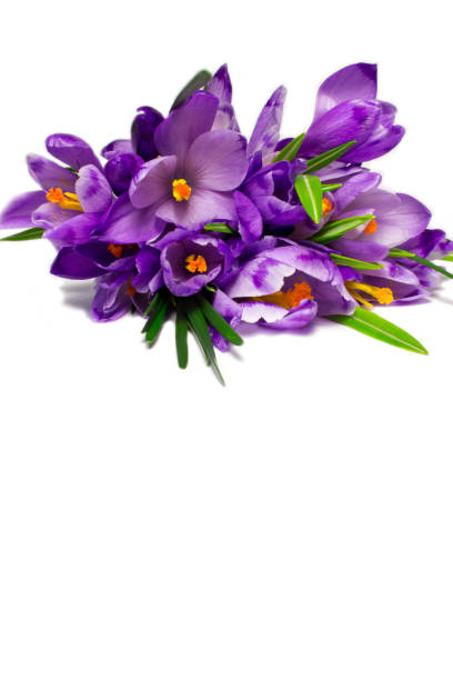 istock Crocuses ,purple spring flowers isolated  on a white background.Greeting card 1089024772