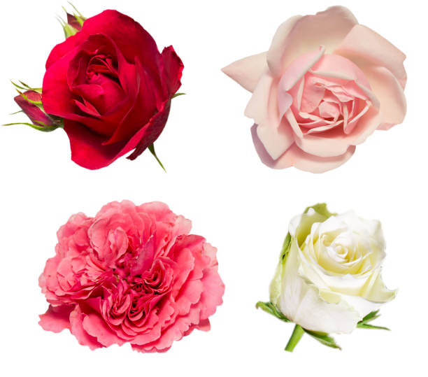 istock set of roses flowers isolated on white 1089024838